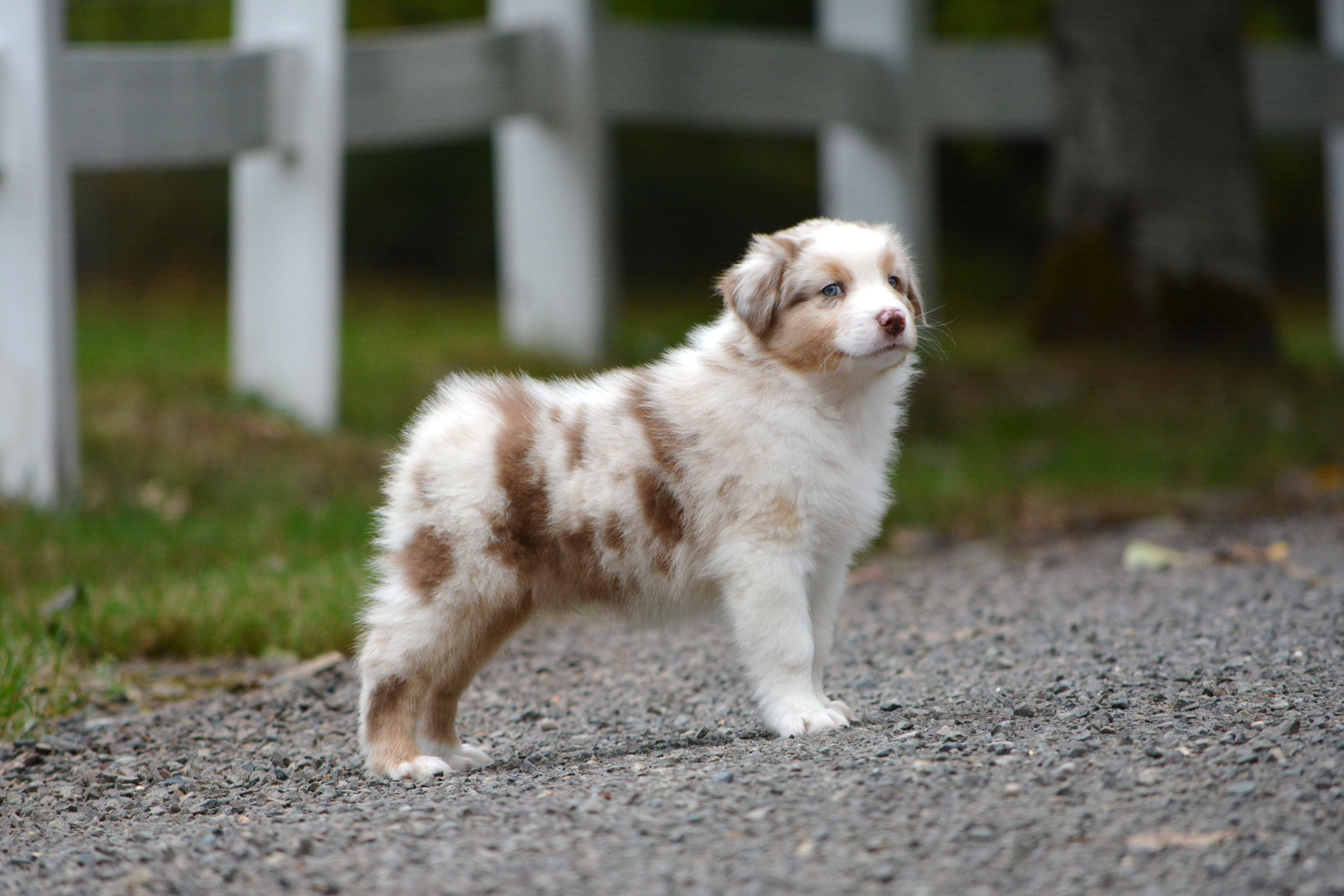 Laurelhills Australian Shepherds - Available